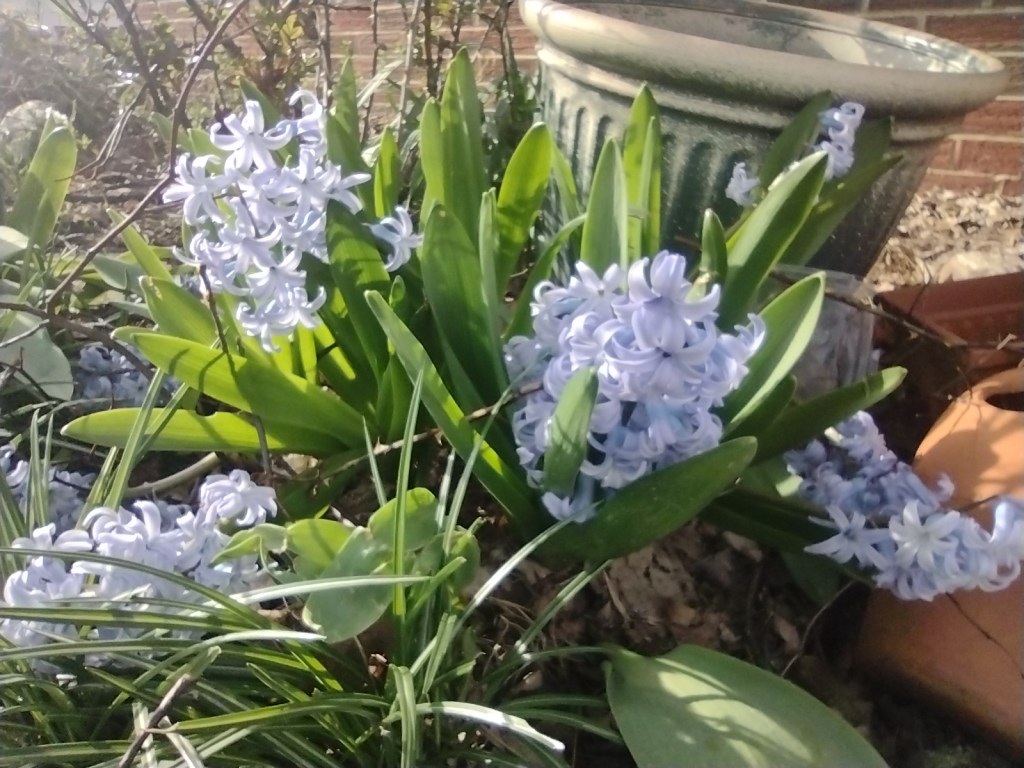 Common Types of Spring&nbsp;Flowers