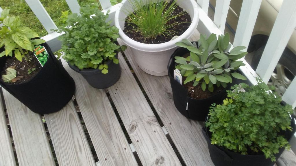 Hot Weather-Loving Plants That Thrive in the&nbsp;Heat