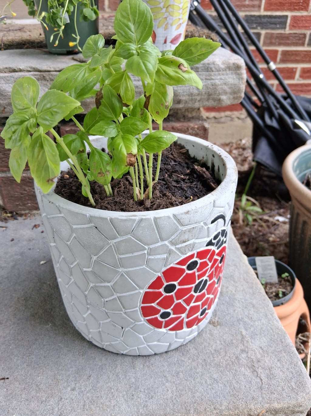 How to Grow Basil (Without Losing Your&nbsp;Mind)