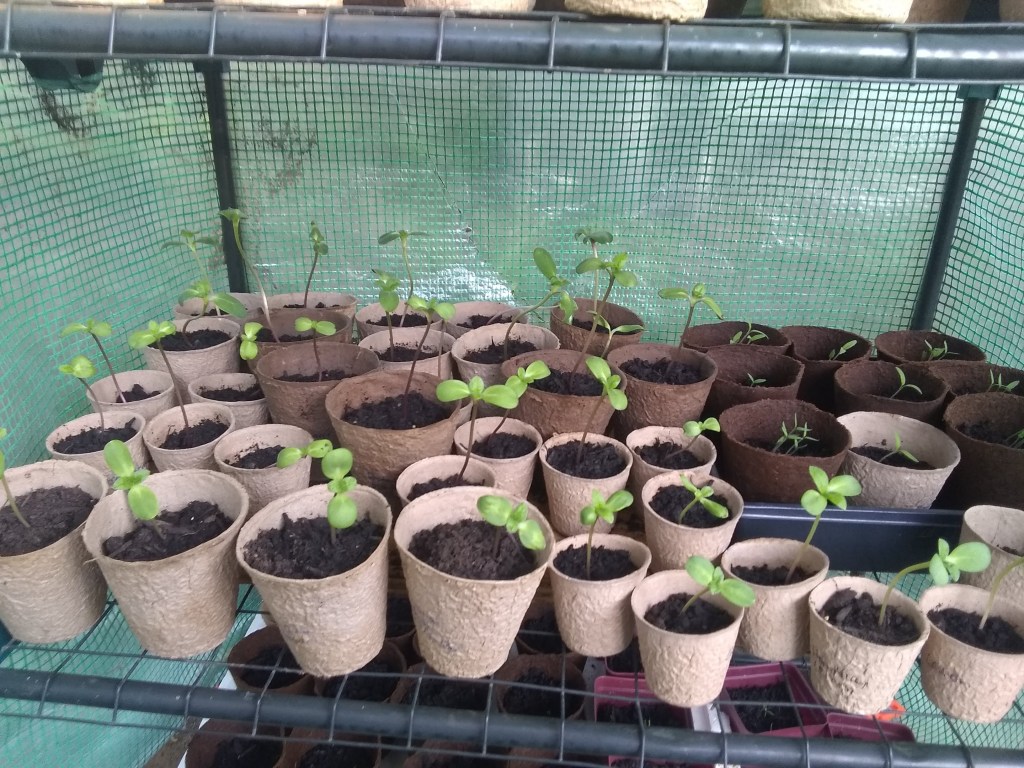 The Dirt on Decomposing Seed&nbsp;Pots