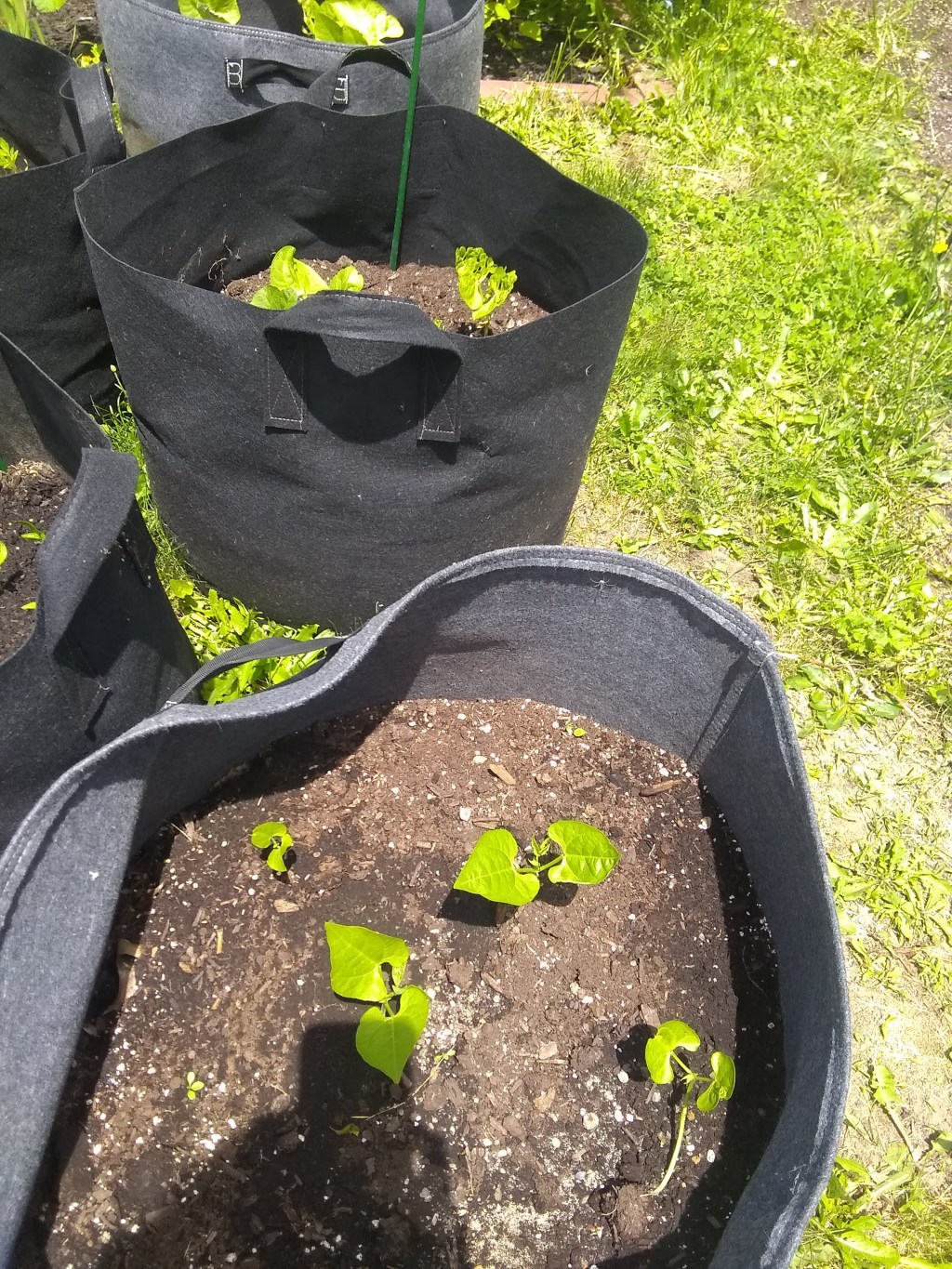 Container Gardening 101