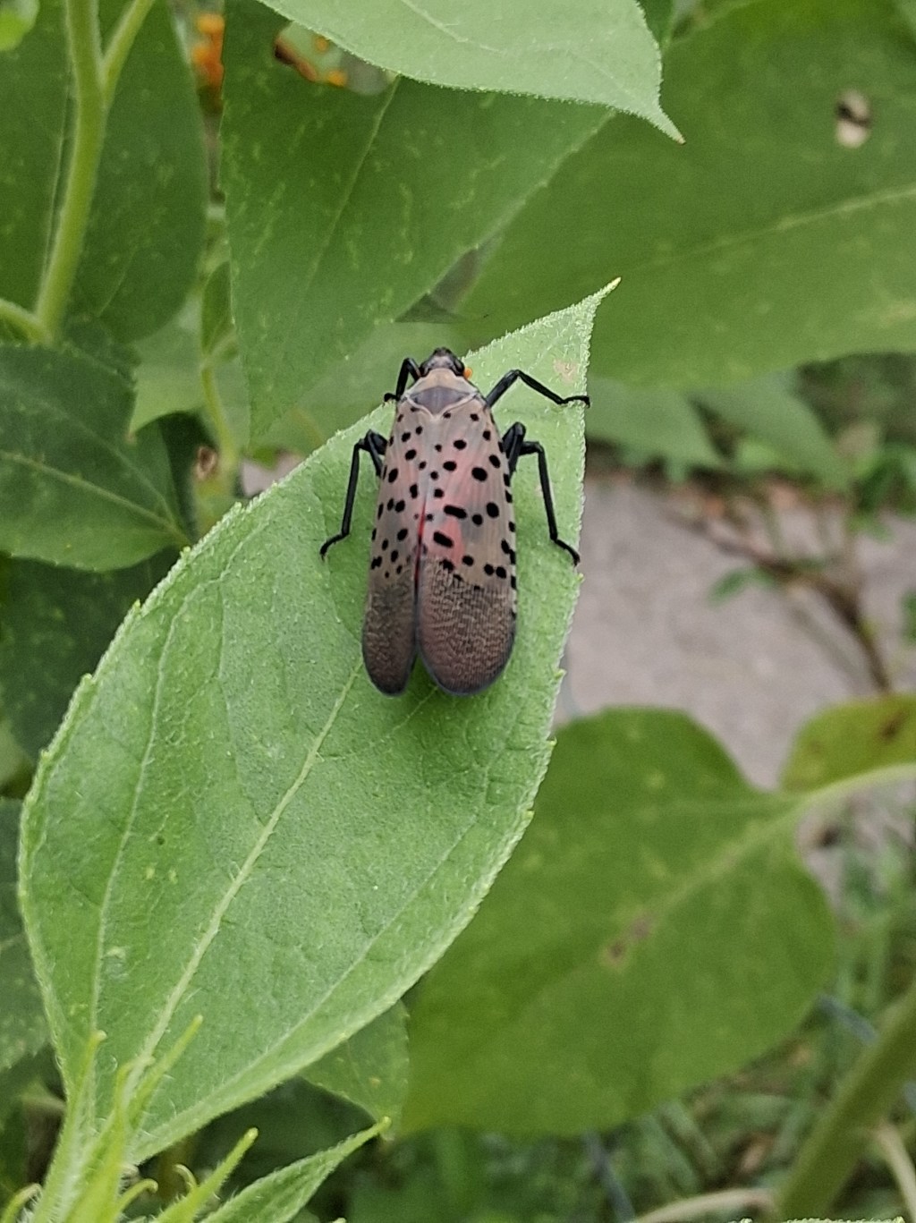 The Spotted Lanternfly: A Beautiful Pest with a Bad&nbsp;Reputation