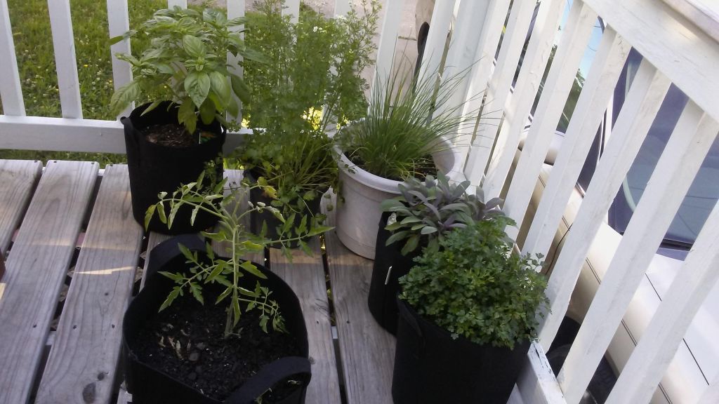 How to Put Together a Patio Herb&nbsp;Garden