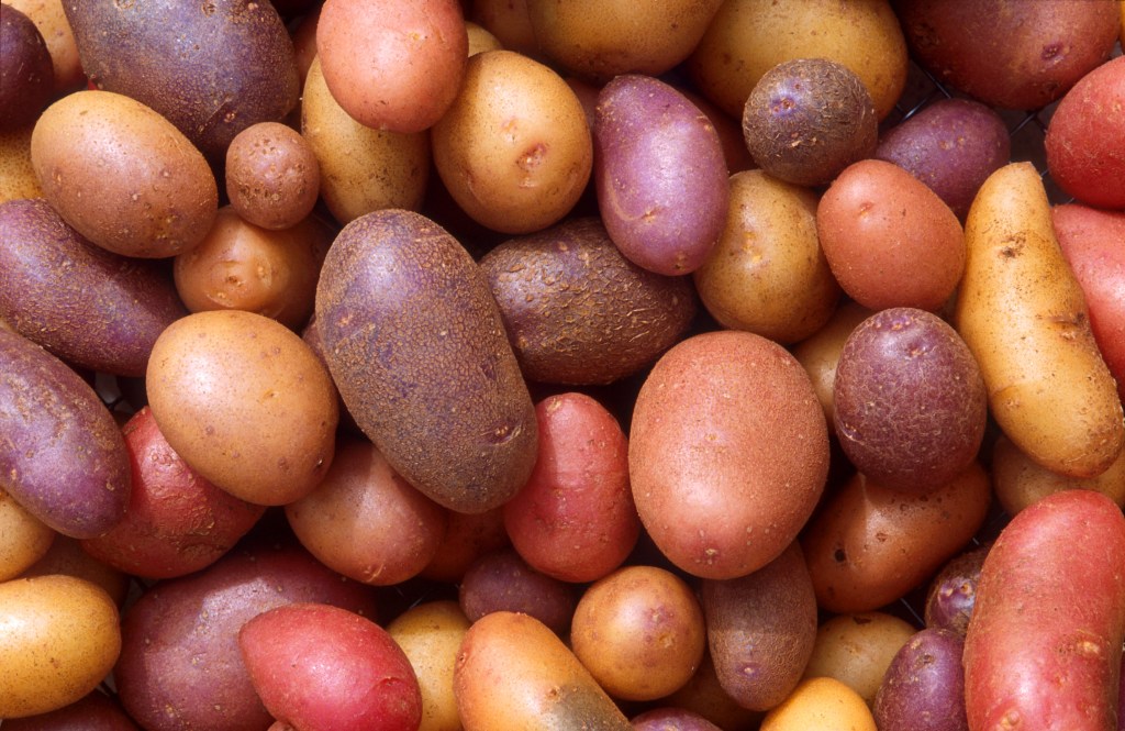 Growing Potatoes in a Bucket: A Simple Guide for Big Yields in Small&nbsp;Spaces